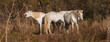 Chevaux blancs de Camargue dans le sud de la France. Chevaux élevés en liberté au milieu des taureaux Camarguais dans les étangs de Camargue. Dressés pour être montés par des gardians.	