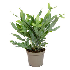 Sticker - Phlebodium aureum ‘Blue Star’