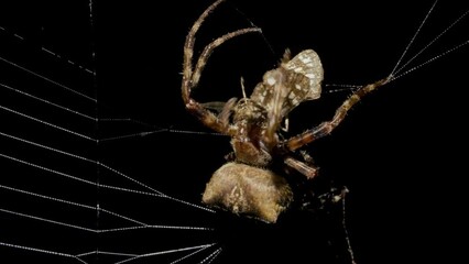 Spider catches and eat butterfly in spiderweb at night