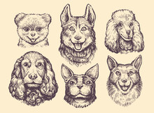 Popular Breeds Of Dogs Sketch Set. Cute Dog Or Puppy Characters Design Collection. Funny Pet Animals Vector Illustration