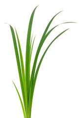 Poster - Green grass leaves.