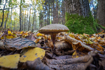 Wall Mural - Edible mushroom in fallen hornbeam leaves.