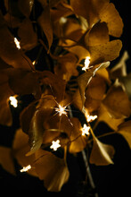 Yellow Branch With Lights