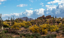 Colorful Springtime Landscape In The Sonoran Desert Near Phoenix AZ
