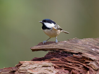 Canvas Print - Coal tit, Periparus ater,