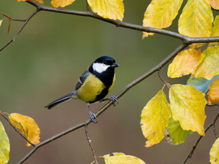 Sticker - Great tit, Parus major