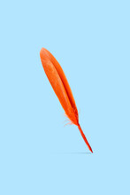 Vivid Orange Feather On Blue Background.