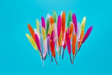 Vivid Feathers Laid Out On Blue Background.