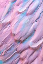 Pink Plumage Of Flamingo, Full Frame.
