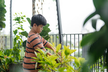 Cute Boy Takes Care Of House Plants. A Child Occupation.