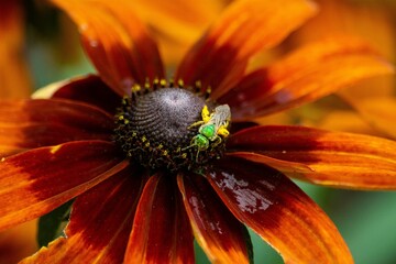 Poster - Closeup of a euglossini beautiful Coneflower in a garden