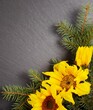 Christmas  pine branches and sunflowers,black rock background