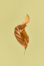 Simple Dried Leaf On Beige Background.