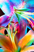 Bright Flower With Neon Multicolor Leaves