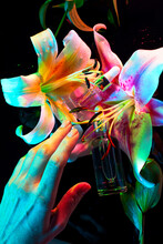 Crop Woman Hand With Colorful Flowers And Perfume In Neon Light