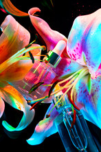 Pink Orange Green Lilies With Perfume In Neon Light