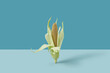 © Yaroslav Danylchenko/Stocksy - Golden corn on duotone blue background.