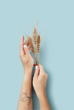 Gilded Wheat Crops In Female Hands.