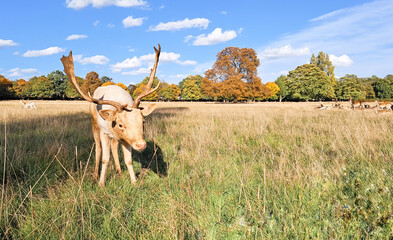 portrait of young hart deer grazing in natural park in autumn copy space