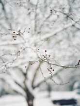Red Crabapples In A Snow Covered Tree In Winter.
