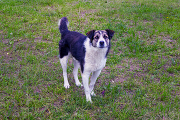 Wall Mural - Mongrel dog walks in the park. Mongrel dog walks in fresh air on the green grass. A happy domestic dog without a breed.