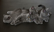 Close-up Photo Of Cute Quadruplets Blue Cat Babies

