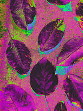 Colorful Exploration Of The Purple, Chrome Leaves Series