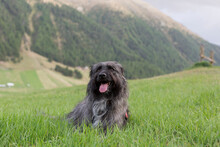 Shepherd Dog With Mountainous Landscape.