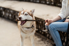 Husky Dog Plays With A Piece Of Wood