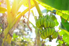 Banana Fruit On Banana Tree In The Summer, Raw Banana - Green Banana Fruit