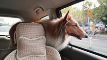 Cute Rough Collie Dog Standing In The Trunk Of The Car, Looking Around And Waiting To Move On, 4k Slow Motion Footage, Pet Lifestyle In City.