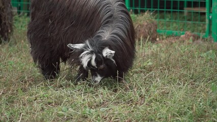 Wall Mural - Closeup of an American pygmy grazing with a green fence on the background