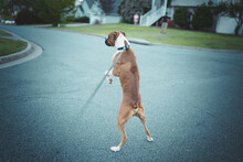 Person Walking With Male Boxer Dog