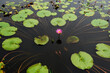 © ChaoShu Li/Stocksy - Closeup beautiful pink lotus flower