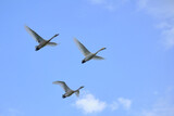 Fototapeta Na sufit - flock of flying swans, Oct 23rd, 2022