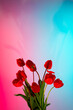 © Viktor Solomin/Stocksy - Bunch of red tulips in studio in red blue neon light