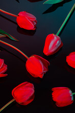 Red Tulips On Black Background
