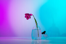 Vase And Perfume Aroma Bottle With Red Tulip On Table In Neon Light
