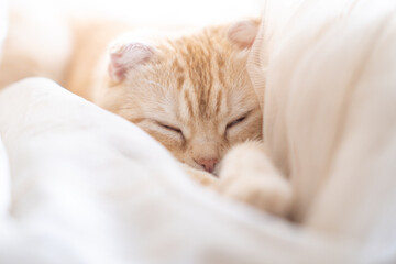 Little kitten sleeps in curtains on windowsill. Ginger Scottish fold cat sleeps sweetly. Cute muzzle of pet lies on its paws. Sleeping kitty at home on blur light background. Cats rest after eating