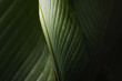 © Luis Herrera/Stocksy - elegant Green Leaf Background
