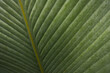 © Luis Herrera/Stocksy - Green Leaf Background