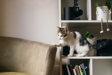 Kitten On Bookshelf