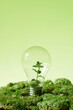 © Marc Tran/Stocksy - Renewable eco energy concept with light bulbs and green plant inside