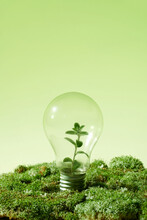 Renewable eco energy concept with light bulbs and green plant inside