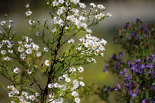 White And Purple Wildflowers