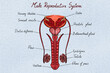 © Elena Saurius & Dani Rex/Stocksy - Anatomy of a male reproductive system illustration, labelled parts