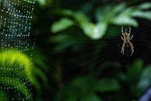 Garden Spider Araneus Diadematus  And Spider Web