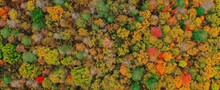 Overhead Colorful Mixed Autumn Forest Aerial Oil Painting