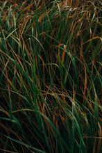 Stalks Of Withering Autumn Grass