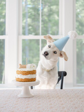 Dog Celebrating Its First Birthday